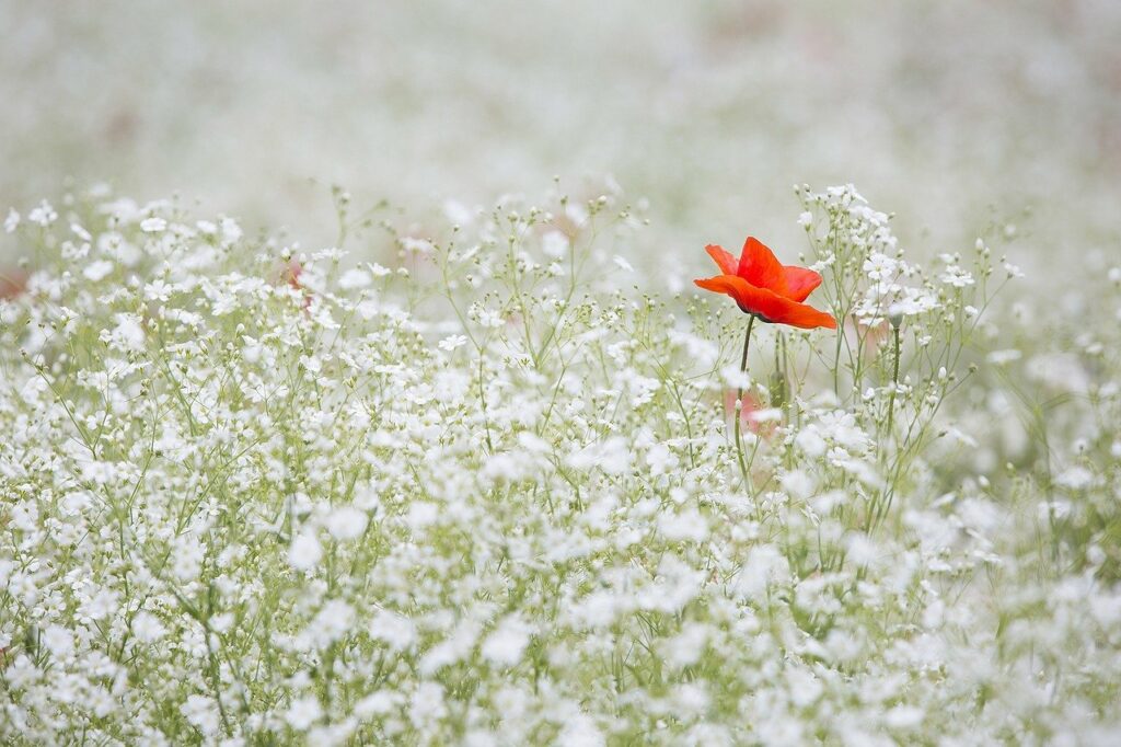 Eine Wiese mit einer Mohnblume